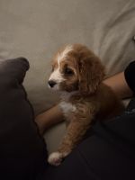 Male cavoodle