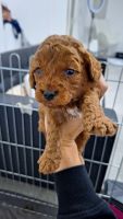 Cavapoo Puppies for sale in Nicosia, Cyprus. price: NA