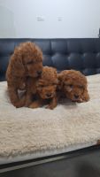 Mini cavapoos redish coat