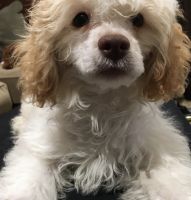 Lucy Lou a sweet cavapoo