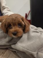 Cavapoo F1