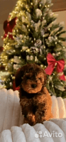 junger Cavapoo