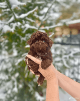 CavapooWelpenzu verkaufen in London, UK. Preis: 800 GBP