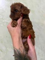 Charming kavapu puppy looks loving family