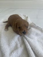 Cavapoo puppies for sale