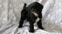 Gorgeous Cavapoo puppies