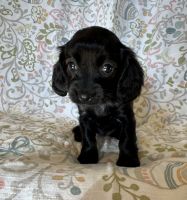 Cavapoo puppies for sale