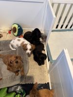 Cavapoo puppies for sale