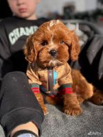 Cavapoo Puppies for sale in Munich, Germany. price: 1,350 EUR
