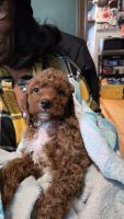 Cavapoo Puppies for sale in Boardman, OH, USA. price: $700