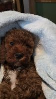 Cavapoo puppys