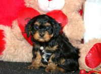 Beautiful Cavapoo puppies