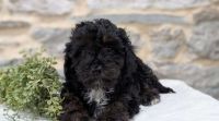 Beautiful Cavapoo puppies