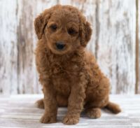 Cavapoo Puppies for sale in Jacksonville, NC, USA. price: $550