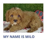 Cavapoo Puppies for sale in Arlington, TX, USA. price: $4,750