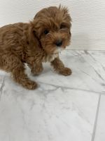 Rehome Baby Cavapoo