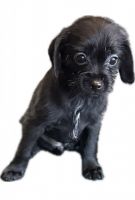 Cavapoo Puppies for sale in Wausau, WI, USA. price: $100