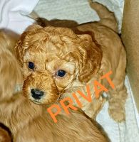 Cavapoo/Cockerpoo Pudelmix