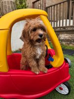 Cavapoo for sale