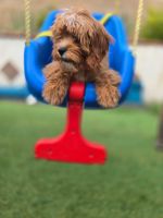 Cavapoo for sale
