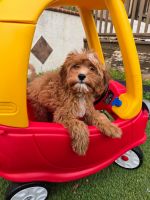 Cavapoo for sale
