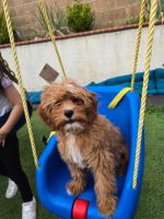 Cavapoo Puppies for sale in Rancho Cucamonga, CA 91730, USA. price: $1,000