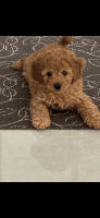 Cavapoo Puppies for sale in Manor Lakes VIC 3024, Australia. price: $3,000