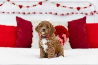 A Loving Home Needed