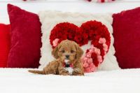 A Loving Home Needed