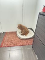 Cavapoo Puppies for sale in Campbelltown NSW 2560, Australia. price: $2,000
