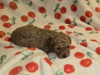 Cavapoo Puppies for sale in Dewey, OK, USA. price: $3,000