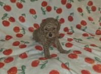 Sweet Noah the Cavapoo