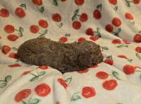 Sweet Noah the Cavapoo