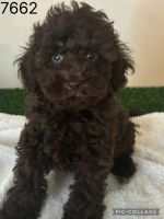 Cavapoo Puppies for sale in Glenhaven NSW 2156, Australia. price: $2,500