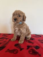 Cavapoo Puppy