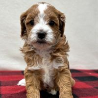 Cavapoo Puppy | Los Angeles, California