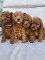 Cavapoo Puppy For Sale - $650