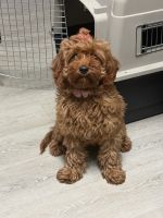 Cavapoo Puppy