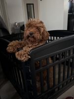 Cavapoo Puppy | Baltimore, Maryland
