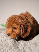 Cavapoo Puppy