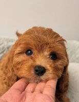 Cavapoo Puppy | San Jose, California