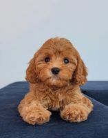 Cavapoo Puppy For Adoption - $700