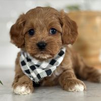Cavapoo Puppies for sale in Ohio City, OH 45874, USA. price: $950