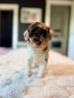 Cavapoo Puppies for sale in Alamogordo, NM 88310, USA. price: $450