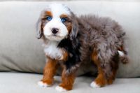Cavapoo Puppies for sale in Brockton, MA, USA. price: $600