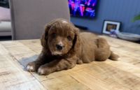 Cavapoo Puppy