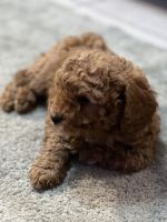 Cavapoo Puppy | Griffin, Queensland