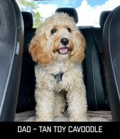 Cavapoo Puppy For Sale - $3,000