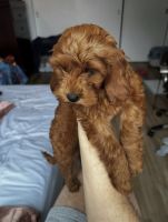 Cavapoo Puppy