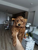 Cavapoo Puppy | Columbia, Maryland